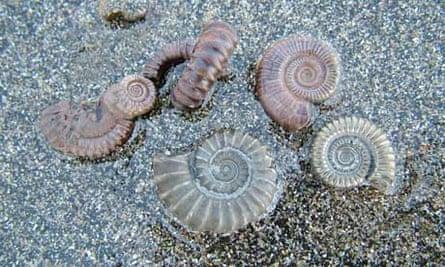 Charmouth Heritage Coast Centre, Dorset