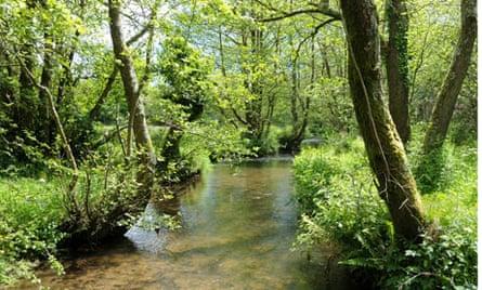 Stream at Kingcombe Meadows, Dorset