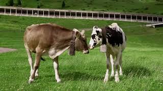 tmg.video.placeholder.alt 938iVImINJQ