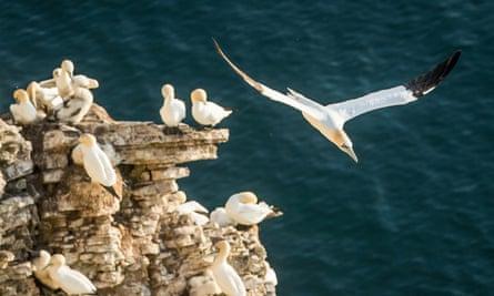 Gannets at RSPB Bempton Cliffs.