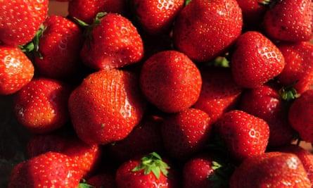 Pick your own strawberries to take back in the car with you.