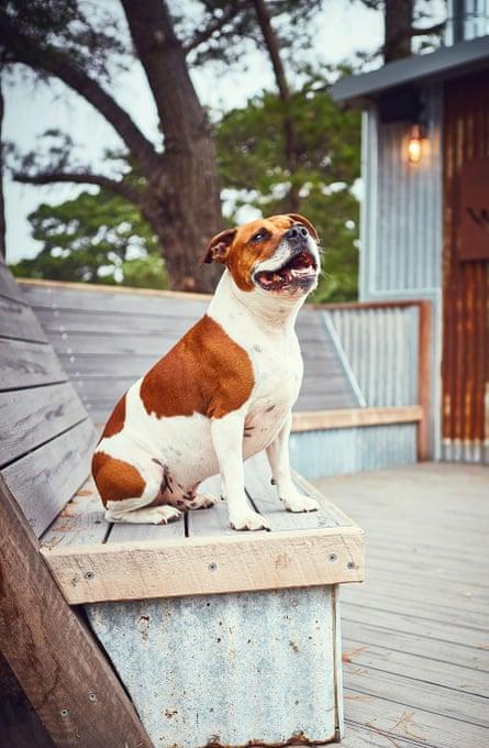 The eponymous Teddy at The Whiskery distillery.