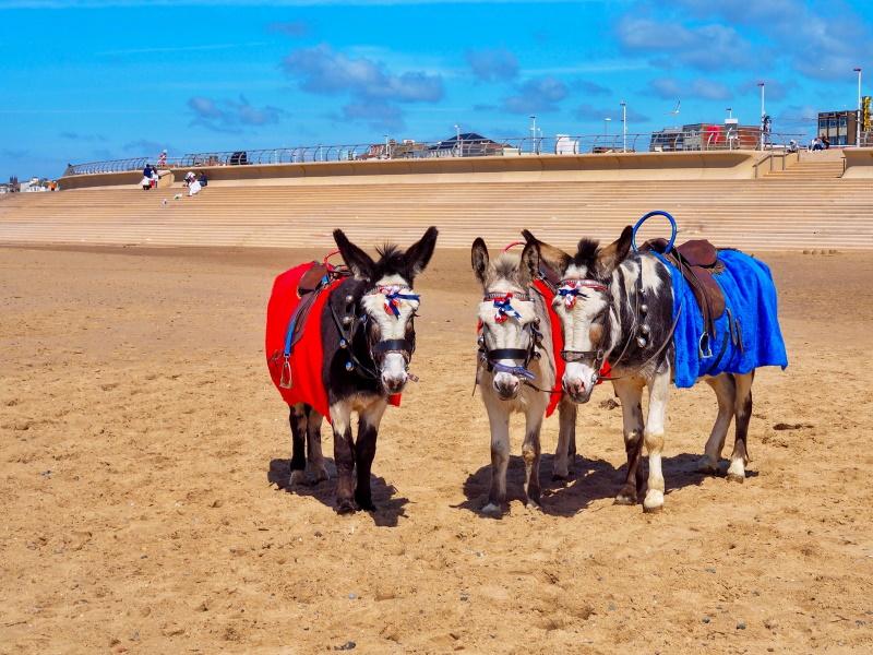 Blackpool ezels