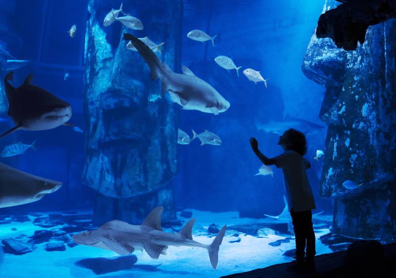 Sea Life in Blackpool