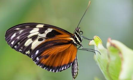 An Isabella tiger butterfly at the Butterfly Farm.