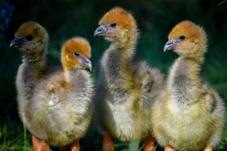 Rare crested screamer chicks hatchedat WWT Slimbridge Wetland Centre in Gloucestershire