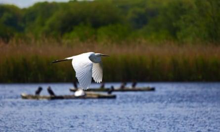 Great white egret in flight at the RSPB’s Ham Wall wetland reserve