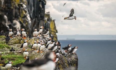 Group of Atlantic puffins, Scotland
