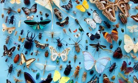 Collection of insects, moths, butterflies, beetles from around the world, the University Museum of Natural History, Oxford, UK.