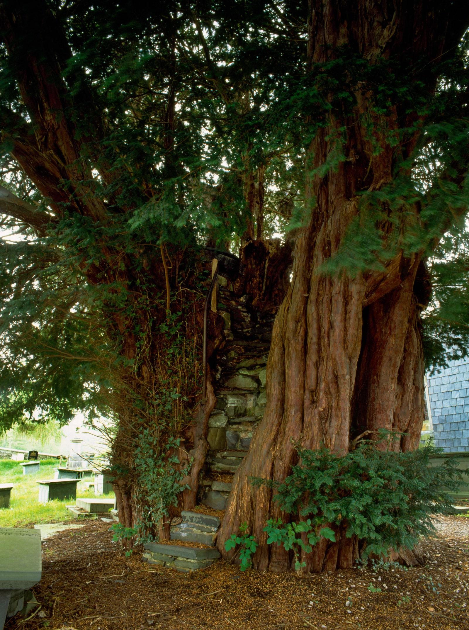 Nantglyn Pulpit Yew Denbigh